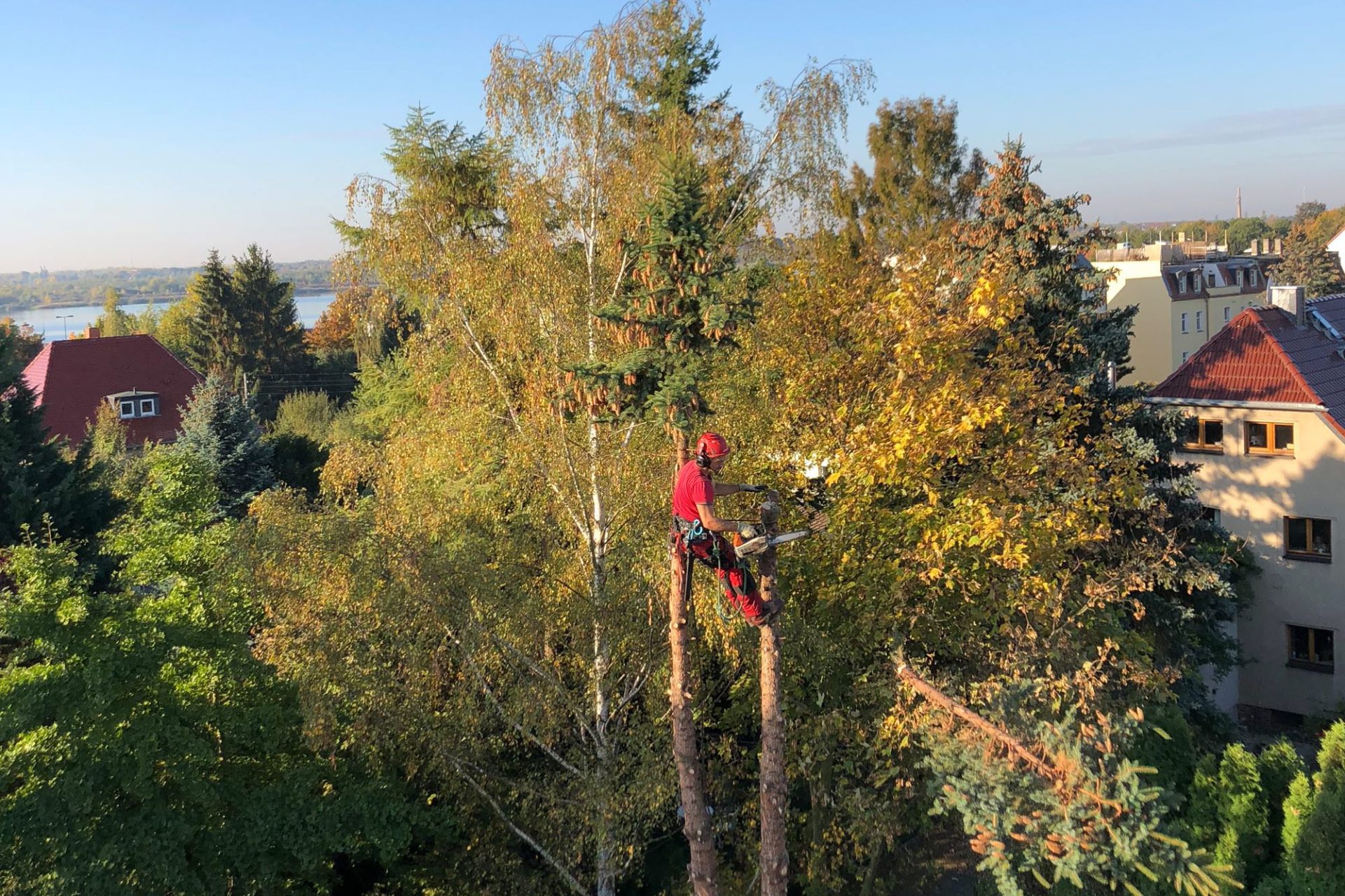 Baumfällarbeiten in Markkleeberg