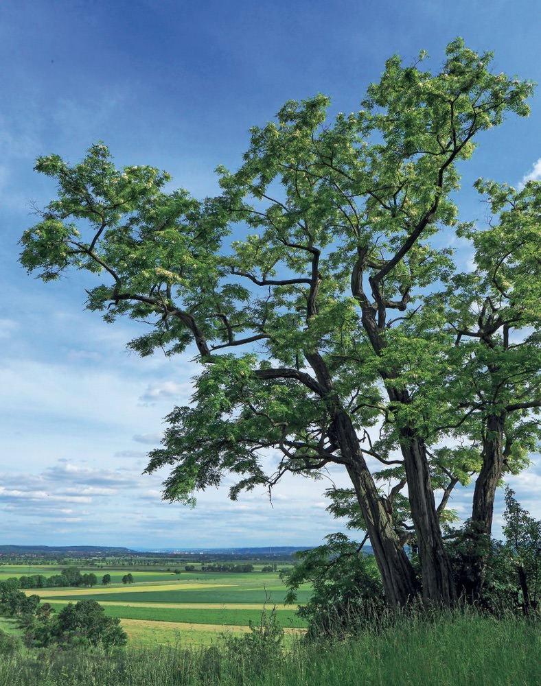 Baum des Jahres 2020 - Foto: © Andreas Roloff