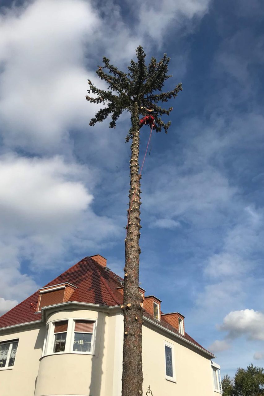 Fällung einer Fichte in Machern